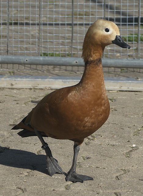 圣坛